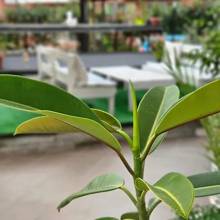 Petrovi Guest house Ravda