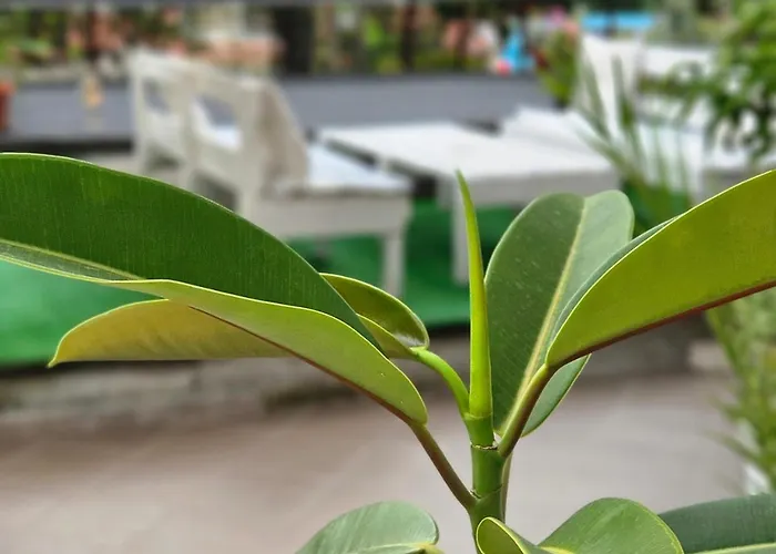 Petrovi Guest house Ravda